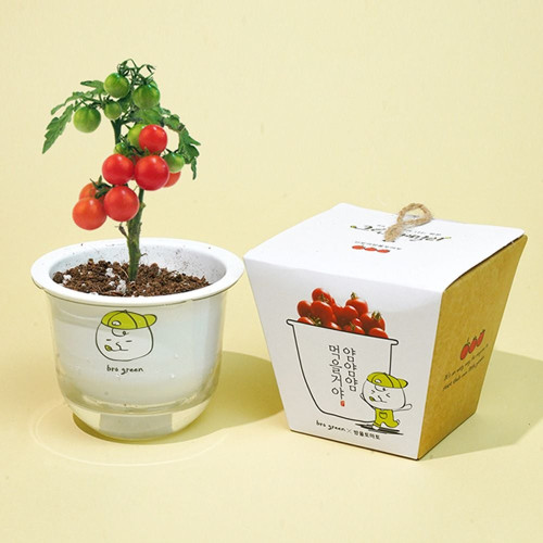 그린패밀리 저면관수 식물키우기 방울토마토