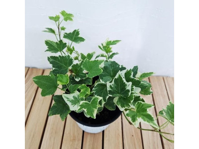 백아이비(소품) 키우기 쉬운 실내 공기청정 희귀 도매