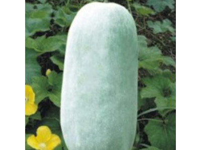장형 동아 식용박 나물박 채소 씨 씨앗 종자 10립