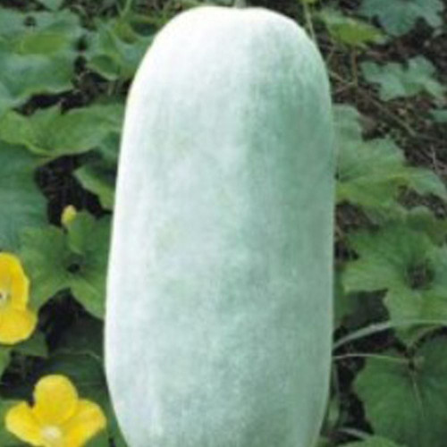 장형 동아 식용박 나물박 채소 씨 씨앗 종자 10립