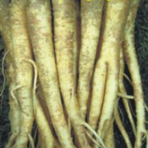 도라지종자 국산도라지 산채작물 도라지씨앗2000립