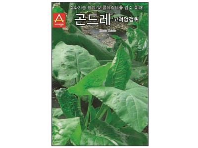골드레씨 고려엉겅퀴 100립 씨앗
