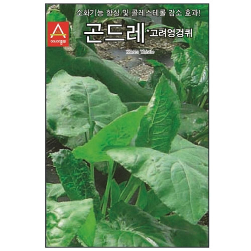 골드레씨 고려엉겅퀴 100립 씨앗