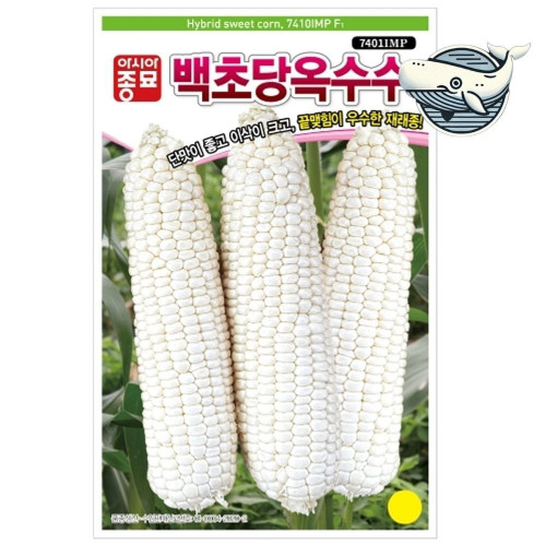 달콤한 백초당 옥수수 씨앗 대형 단맛 옥수수