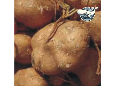 웰빙 히카마 씨앗 자연재배 식용작물 건강식물
