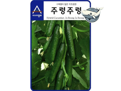 다수확 주렁주렁 오이 씨앗 품종 즉석 채소