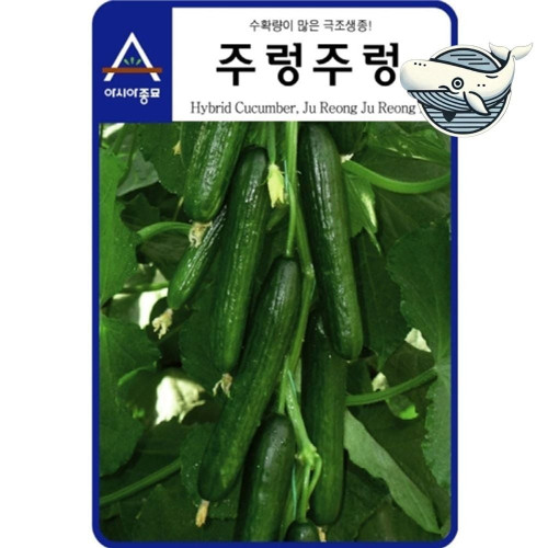 다수확 주렁주렁 오이 씨앗 품종 즉석 채소