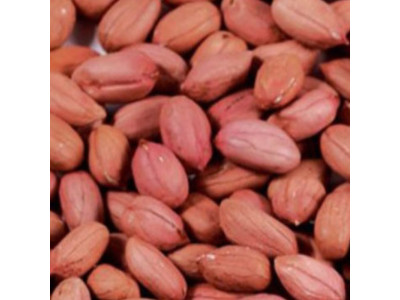 국산 땅콩 곡물 콩류 씨 종자 품종 식물 씨앗 500g