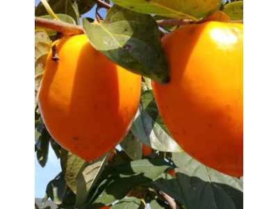 감(대봉) 4년생 결실주 1주
