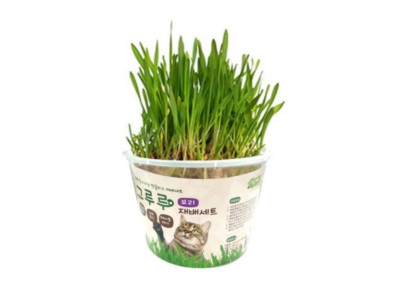 힐링타임 그루루 보리 재배세트
