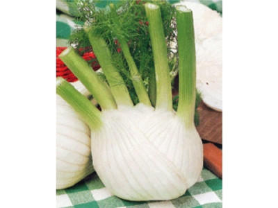 피노키오 펜넬 씨앗 큰 허브 종자