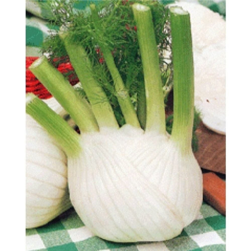 피노키오 펜넬 씨앗 큰 허브 종자