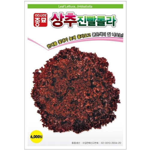상추씨앗 진빨롤라 6000립 상추
