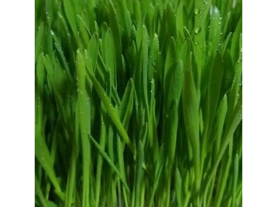 새싹전용 새싹 보리 야채 채소 종자 씨앗 키우기 600g