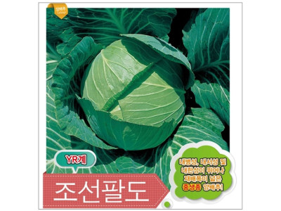 양배추씨앗 조선팔도 500립 중생종 양배추종자