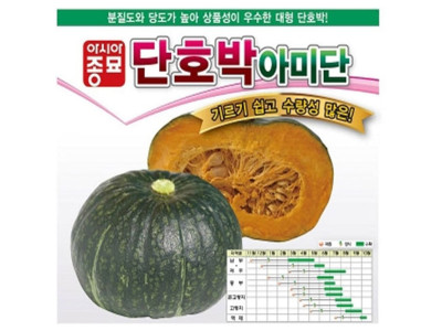 단호박씨앗 아미단 40립 호박종자